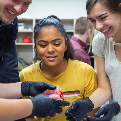 Biology - Human Biological Sciences, Bachelor's Degree Program (BS)