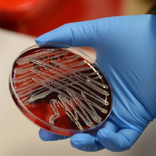 Biomedical & Pharmaceutical Sciences