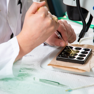 Neuroscience – Cognitive and Behavioral Neuroscience – Bachelor’s Degree Program (BS)