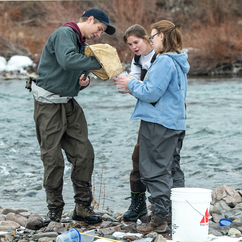 Davidson Honors College