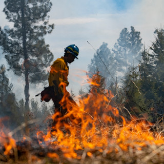 Fire Sciences and Management