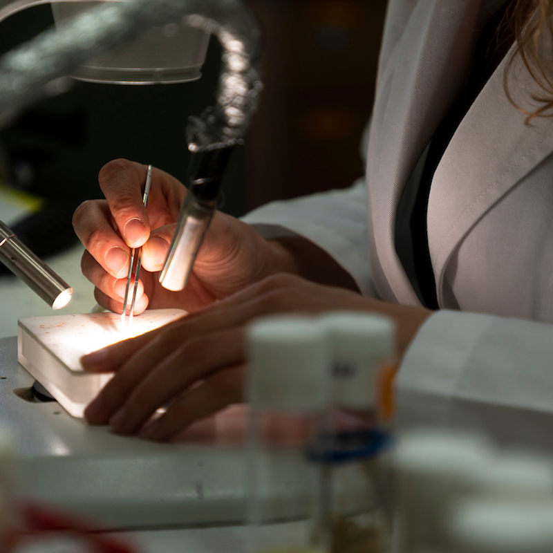 Medical Laboratory Science – Bachelor’s Degree Program (BS) 